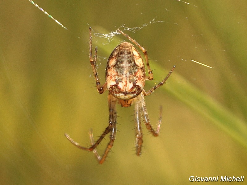 Metellina sp.   -  Civiasco (VC)